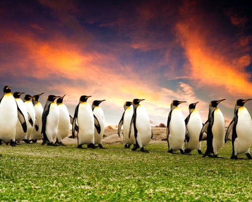 Shutterstock 46493422 Penguins Antarctica