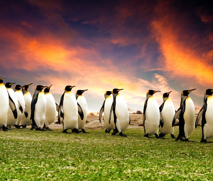 5* Antarctica Adventure: A Journey from Argentina to The Land of the Penguins