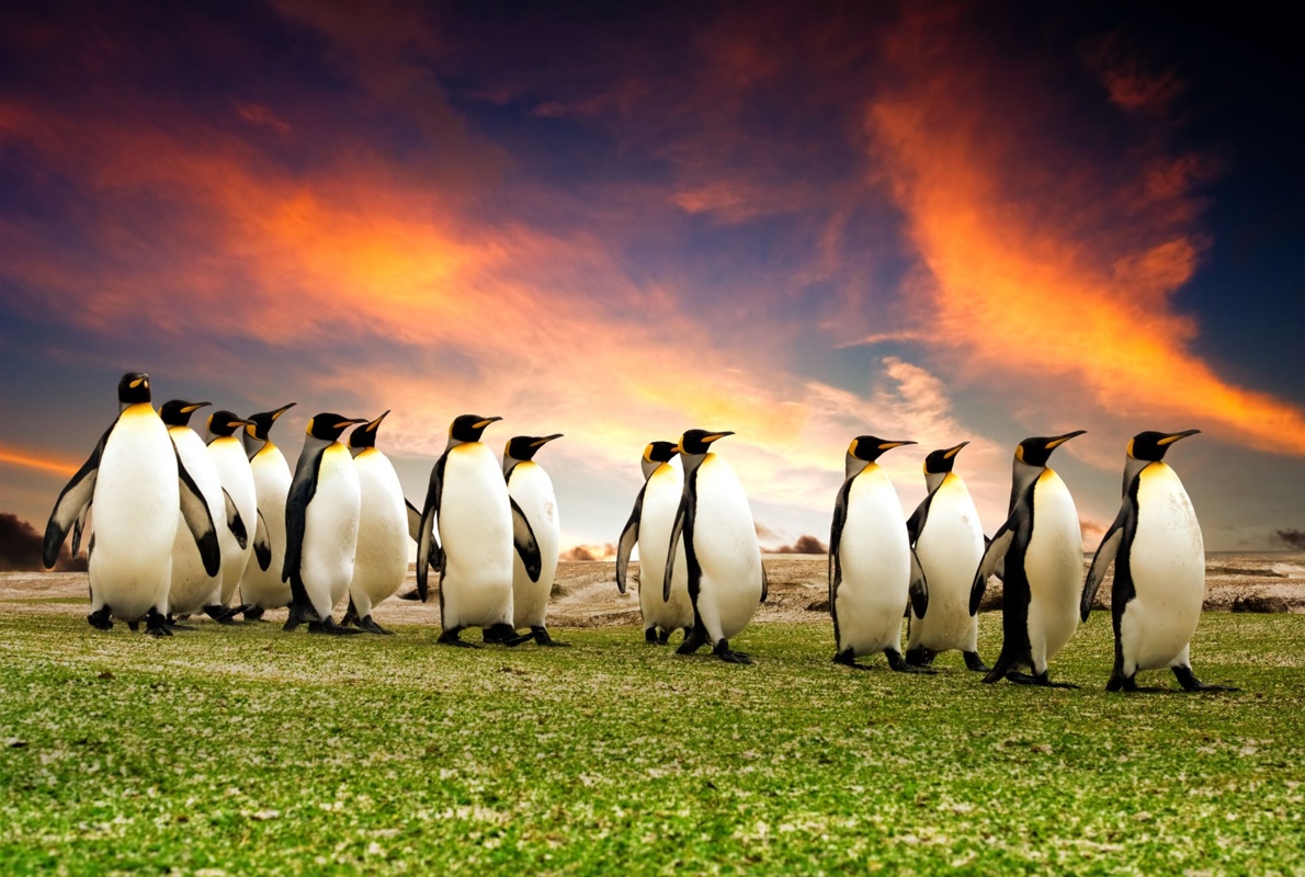Shutterstock 46493422 Penguins Antarctica