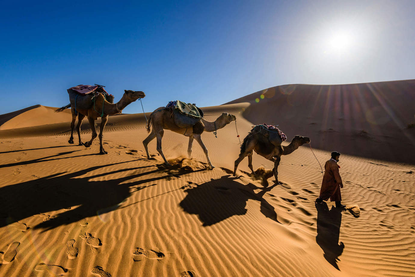 Sahara Desert Camels