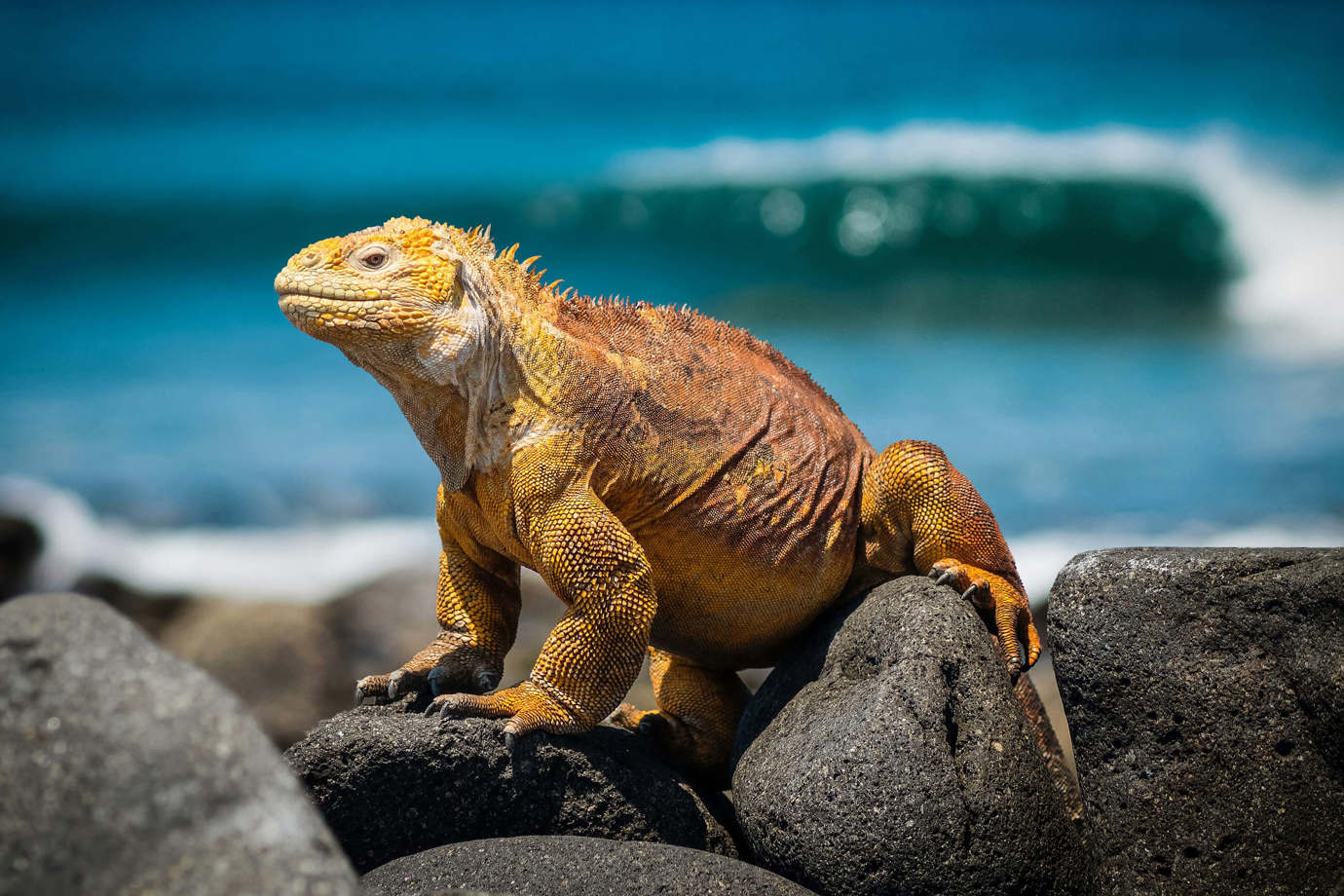 Galápagos Iguana