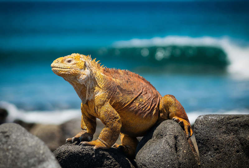 Marine iguana