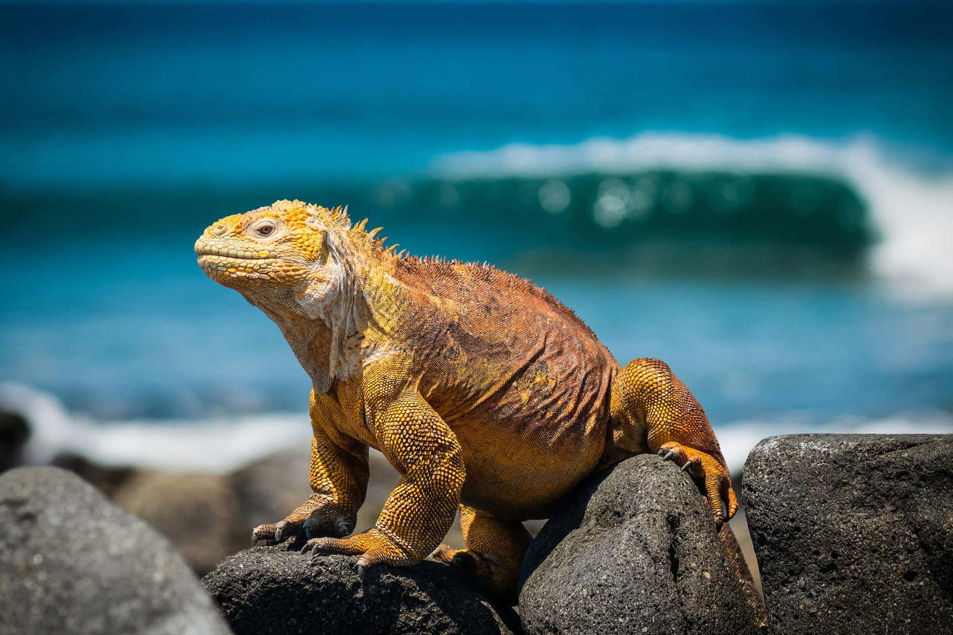 Galápagos Iguana