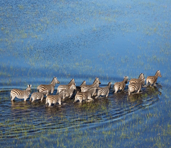 Moremi Game Reserve Botswana