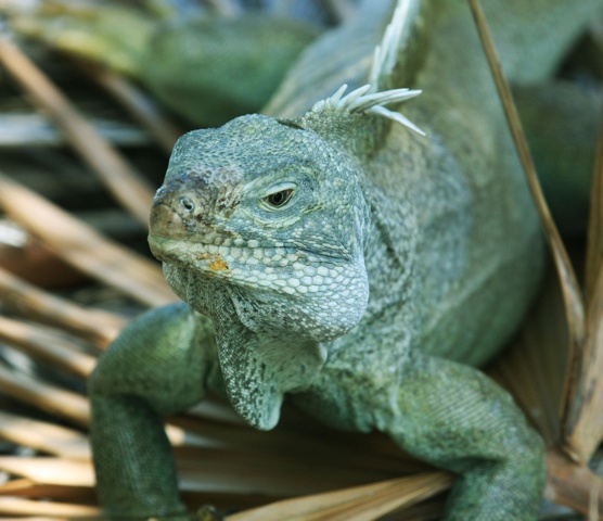 Rock Iguana, Iguana Island