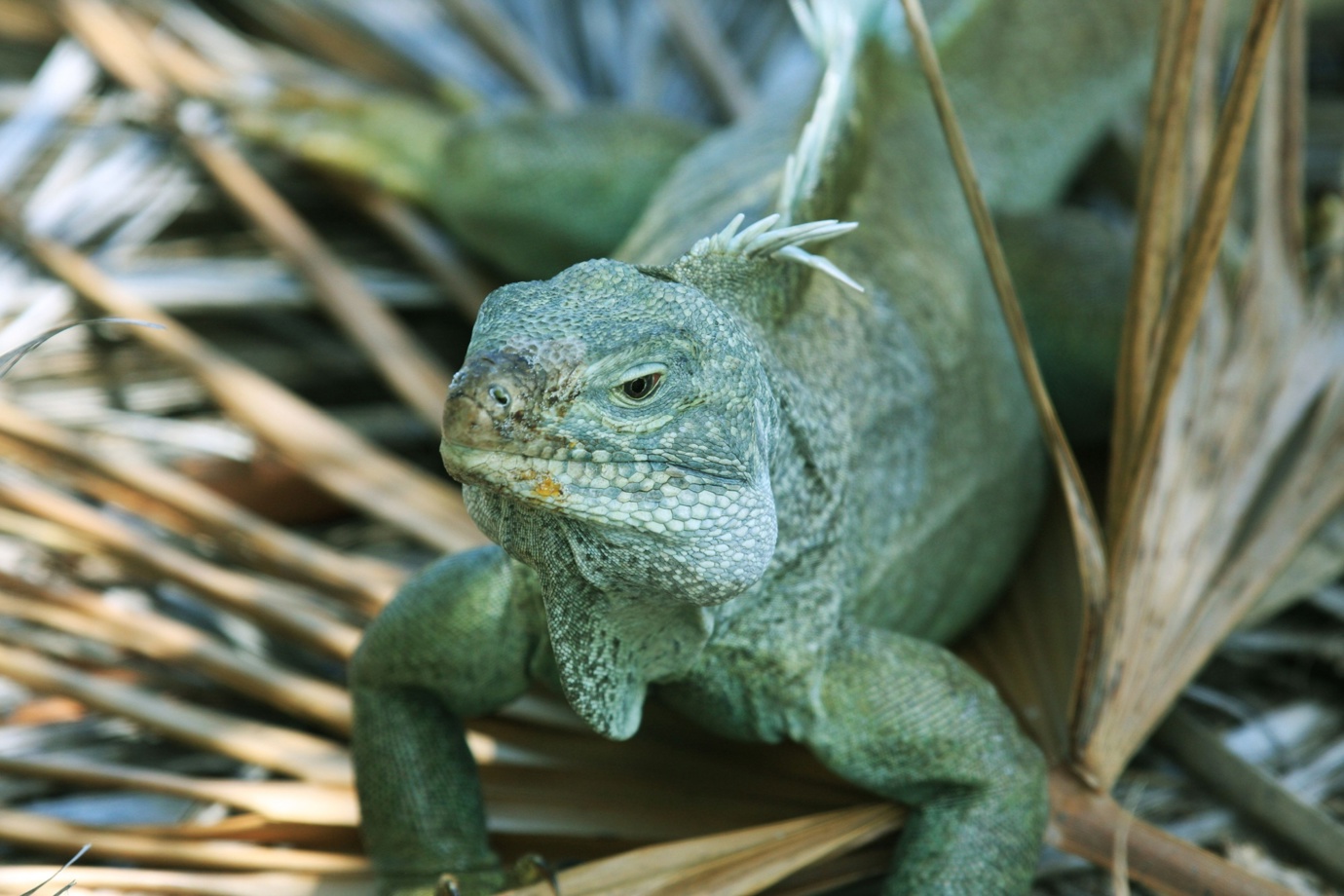 Rock Iguana, Iguana Island
