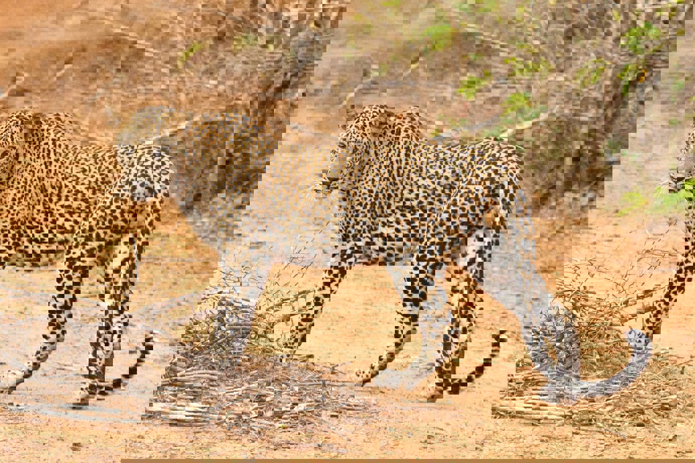 Sri Lankan leopards, Yala National Park