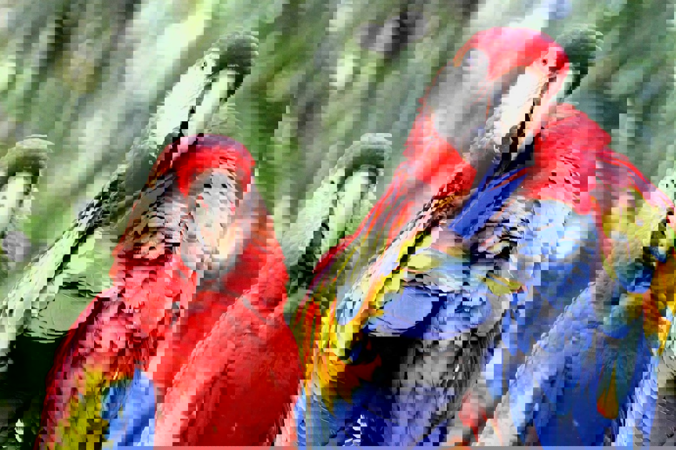 Scarlet Macaw