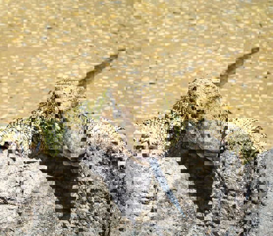 Oasis Wildlife Fuerteventura 