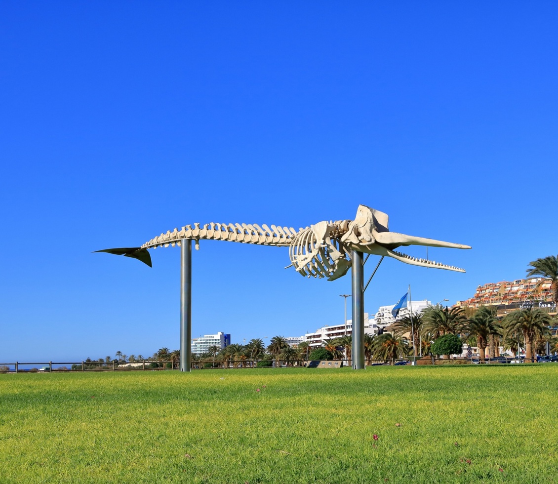 Skeleton of a Sperm Whale, Morro Jable 