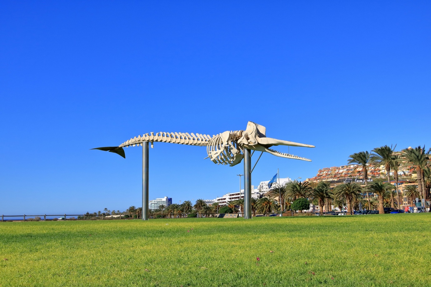 Skeleton of a Sperm Whale