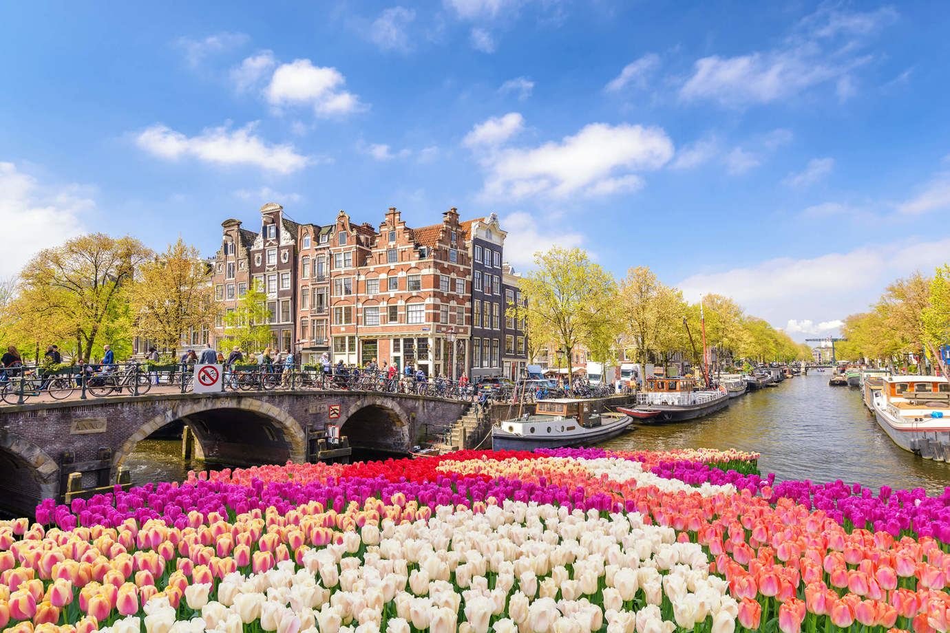 Tulips in Amsterdam