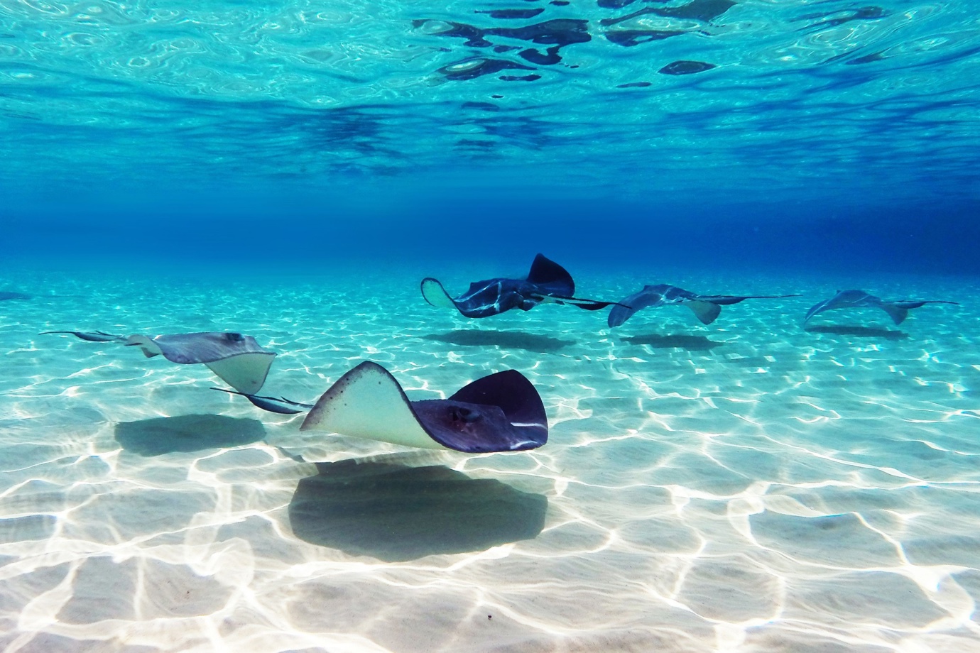 Stingray City