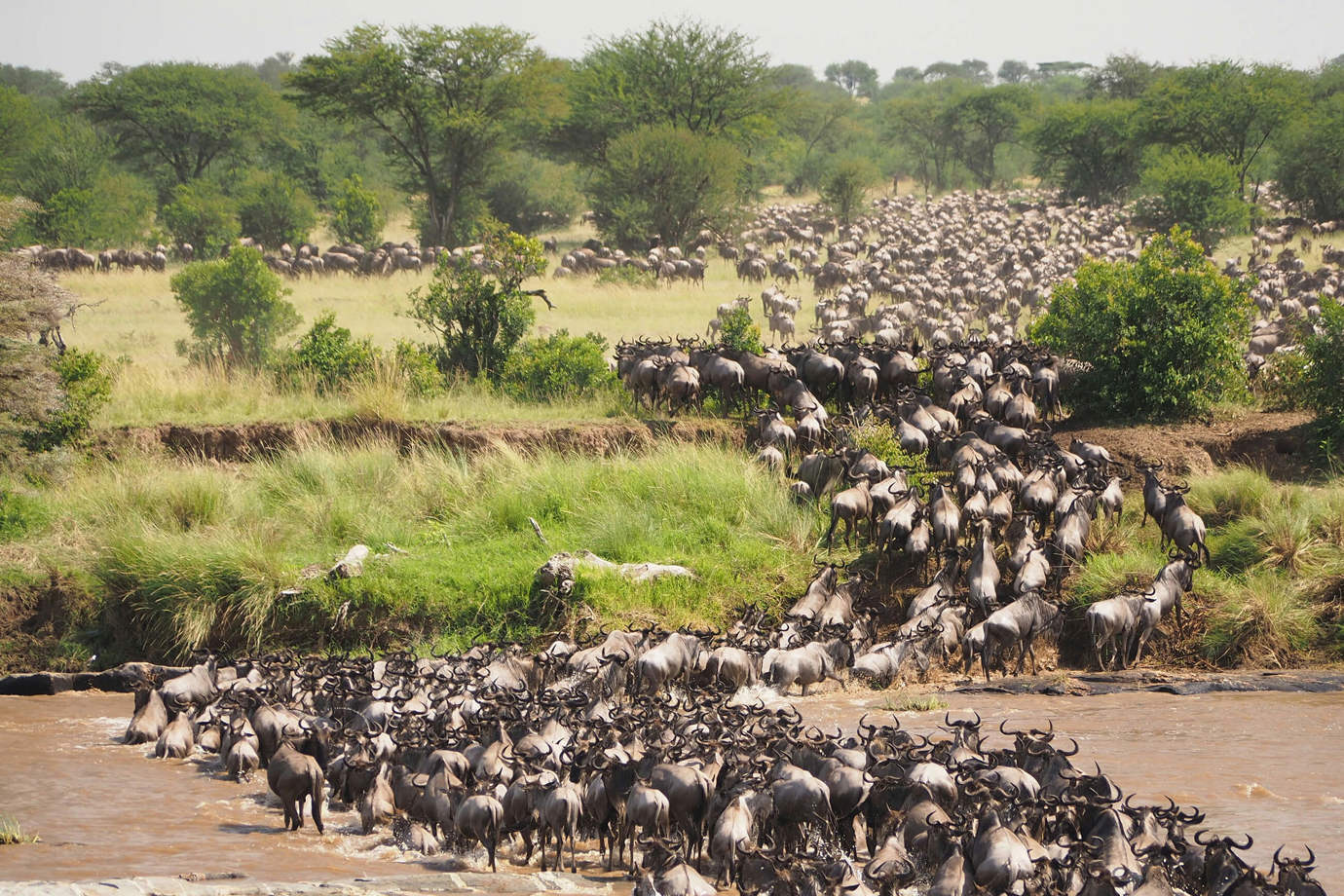 The Great Migration