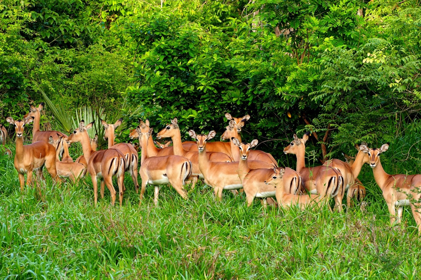 Gorongosa National Park