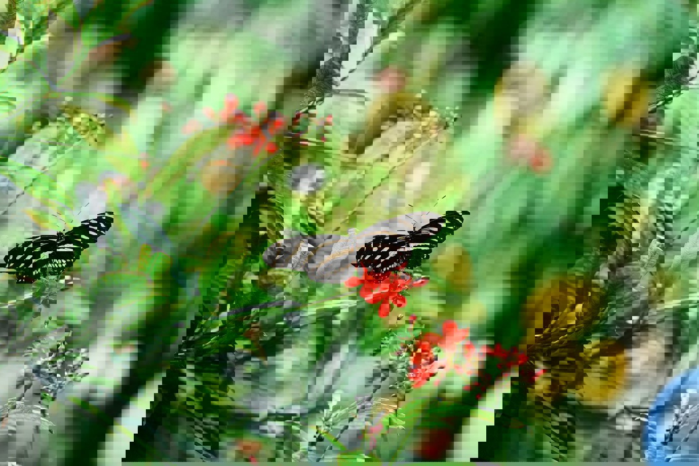A butterfly at the Davis Family Butterfly Vivarium.
