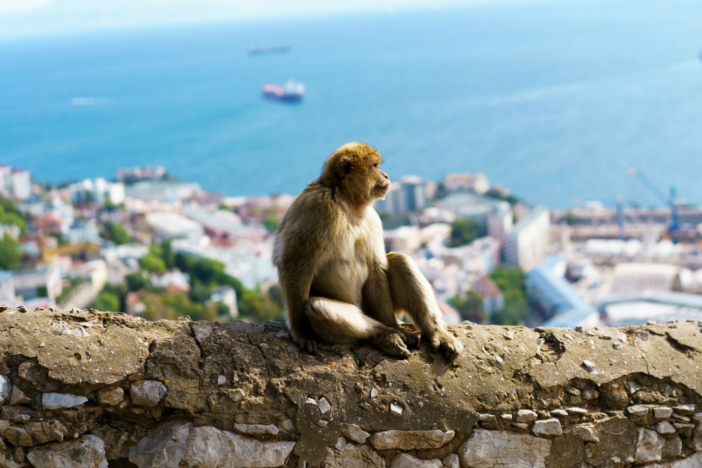 Barbary Macaque