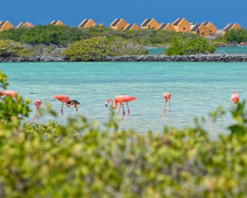 Shutterstock 1542032948 Kralendijk Bonaire