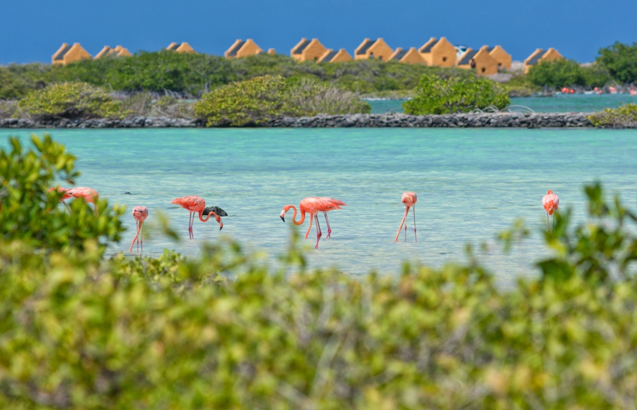 Shutterstock 1542032948 Kralendijk Bonaire