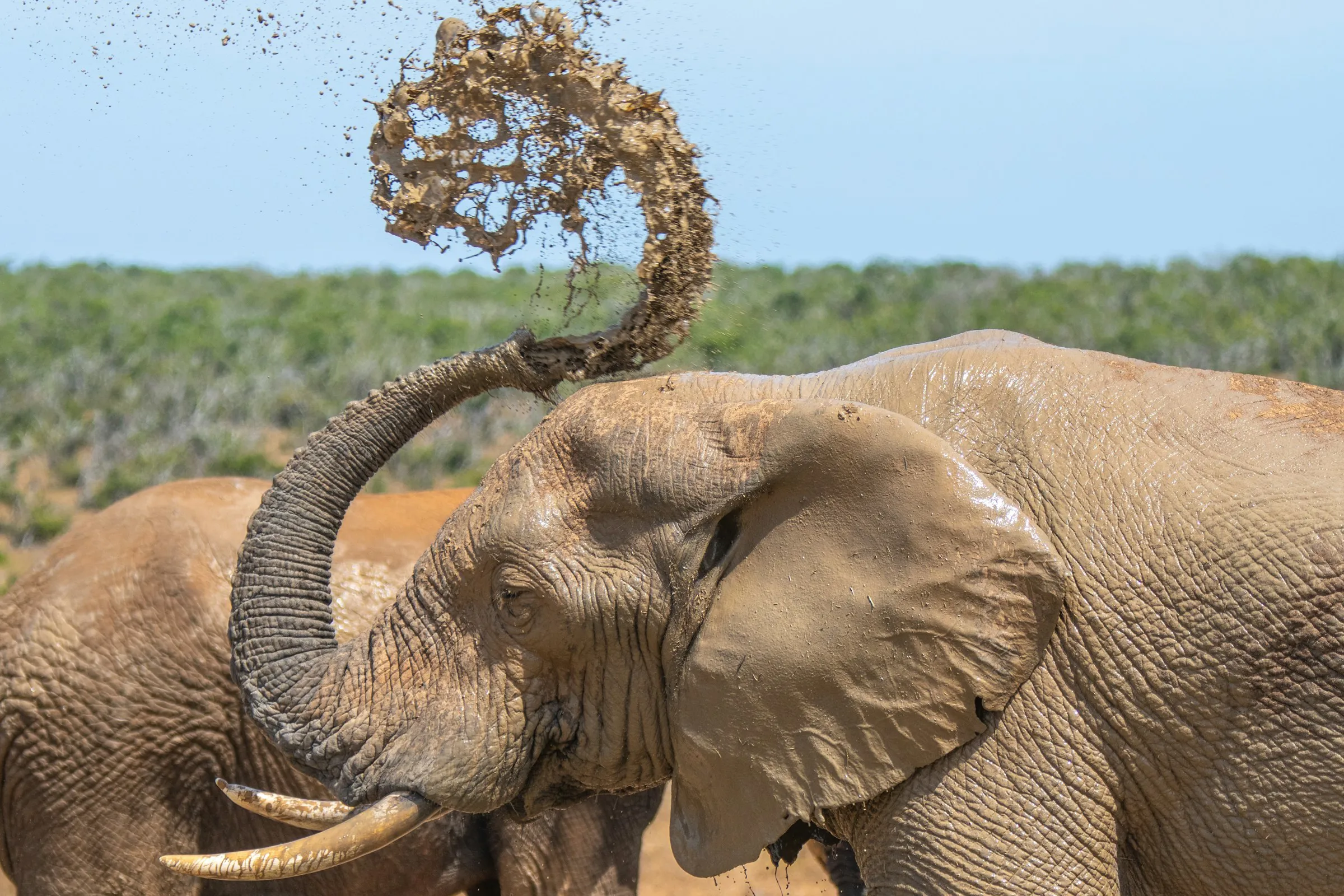 Addo Elephant National Park Port Elizabeth (2)