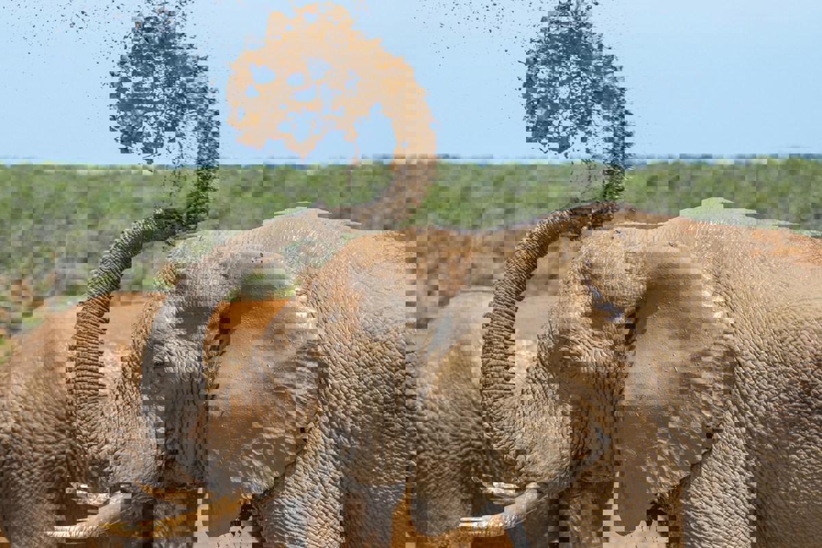 Addo Elephant National Park Port Elizabeth (2)