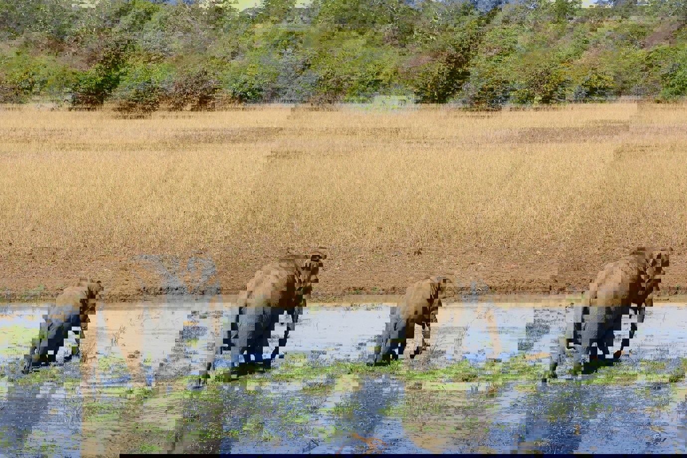 Elephants, Yala National Park