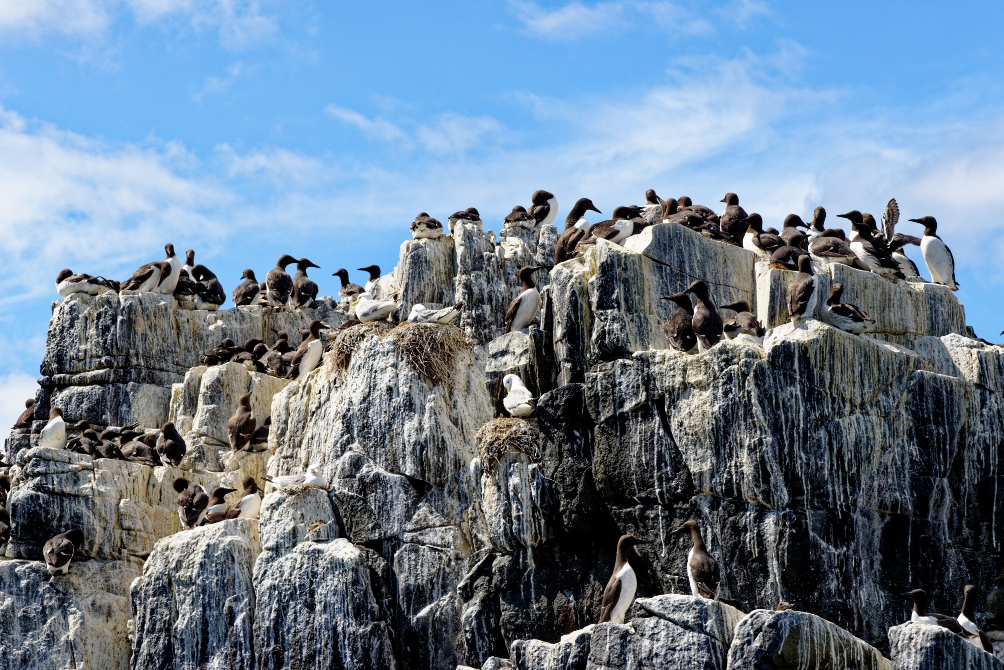 Shutterstock 1999436489 Farne Islands England