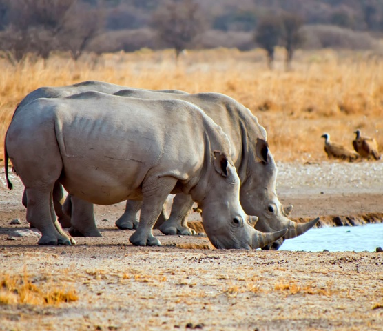 Khama Rhino Sanctuary Botswana