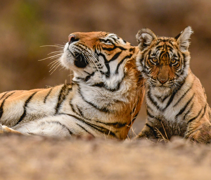 Taj, Temples, Tigers & Jungle Adventures: India, Thailand, Malaysia & Bali