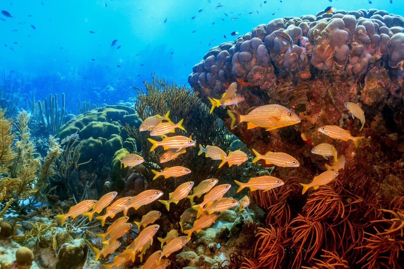 Bloody Bay Marine Park