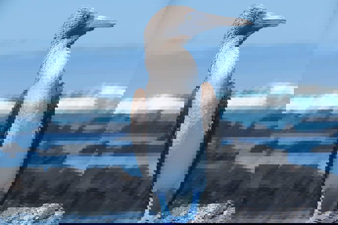 Blue Footed Boobies Bird