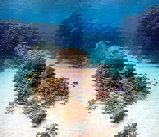 Ribbon Reef 5