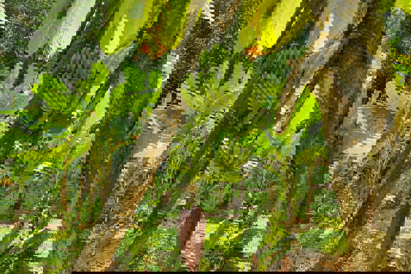 Fresh Bananas, Baie Lazare