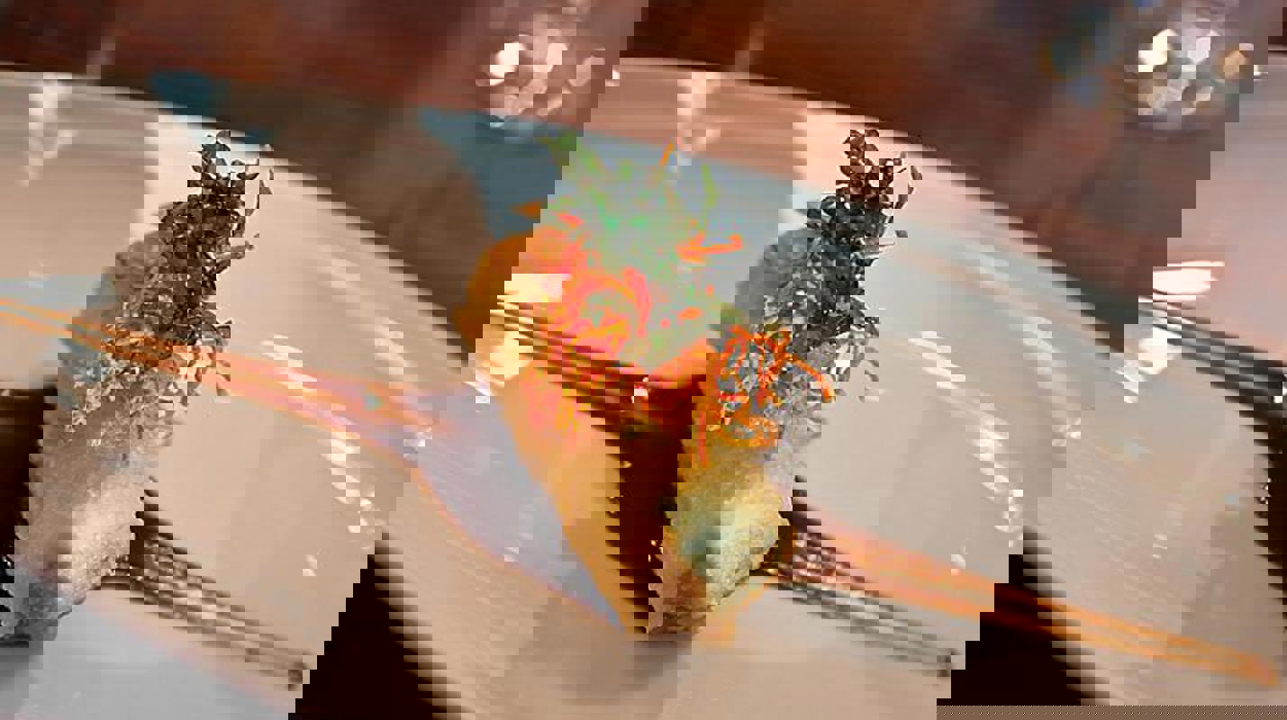 RCI Chef's Table 1.jpg