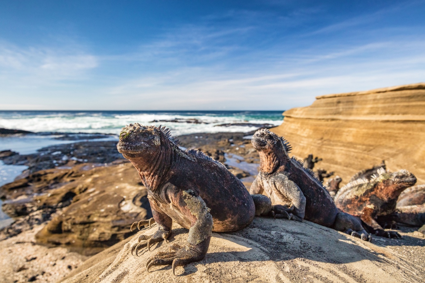 Marine Iguanas