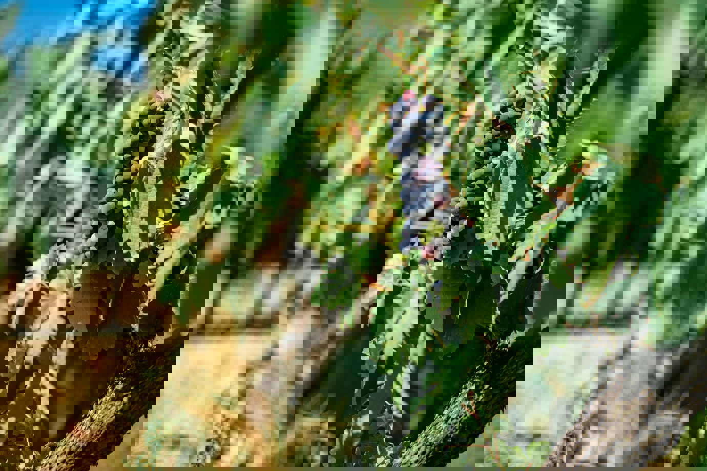 Grapes, Douro Valley