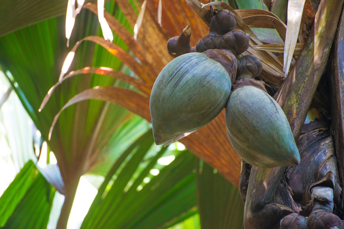 Sea Coconut at Vallée de Mai Nature Reserve
