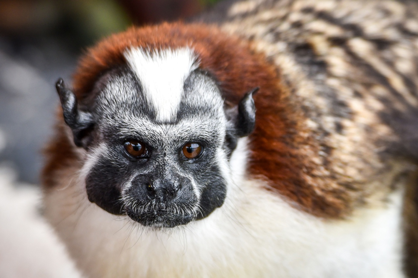 Geoffroy's Tamarin