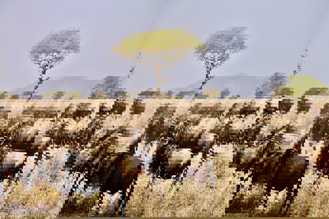 Serengeti National Park, Tanzania