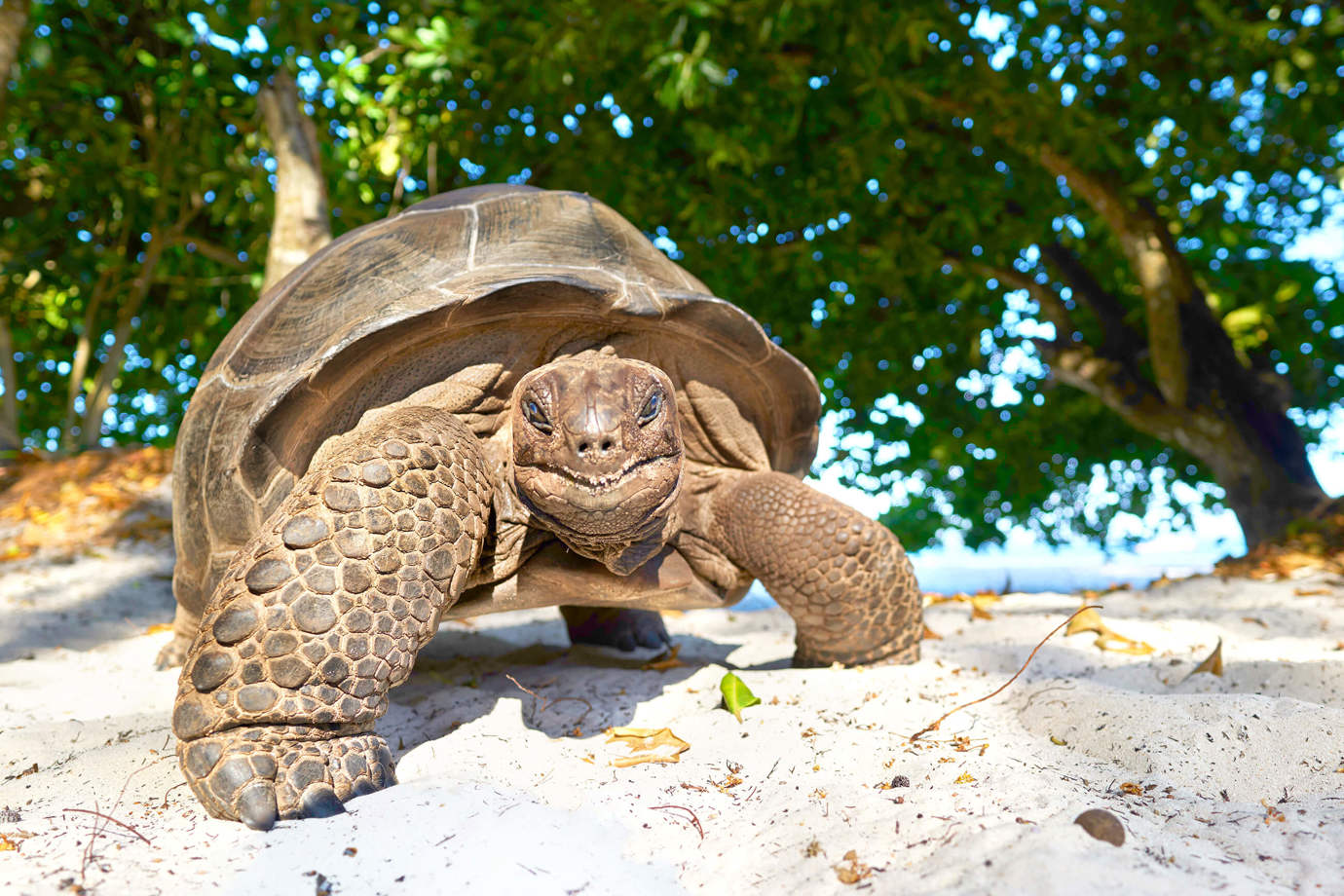 Aldabra Giant Tortoises