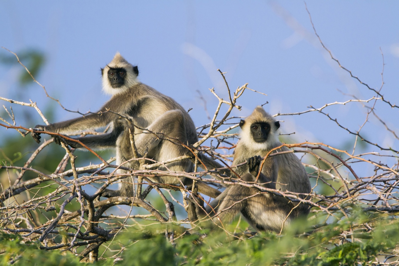 Tufted Gray Langur, Bandula National Park