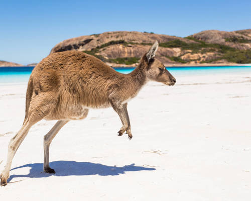 Kangaroo Island (Penneshaw), Australia	