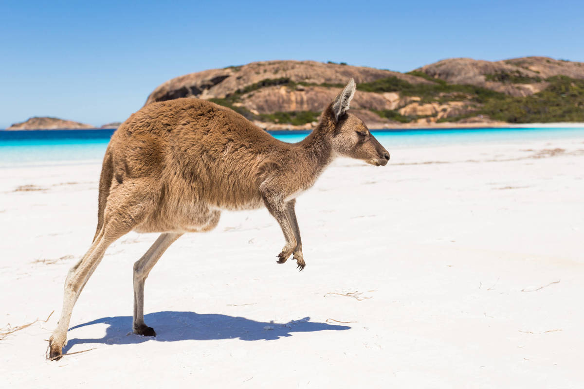 Kangaroo Island Shutterstock 174099956
