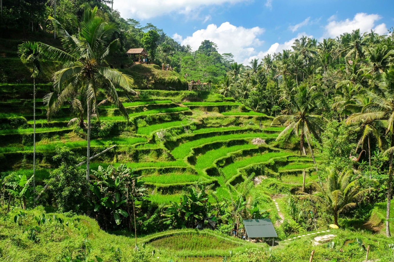Tegallalang Rice Terraces