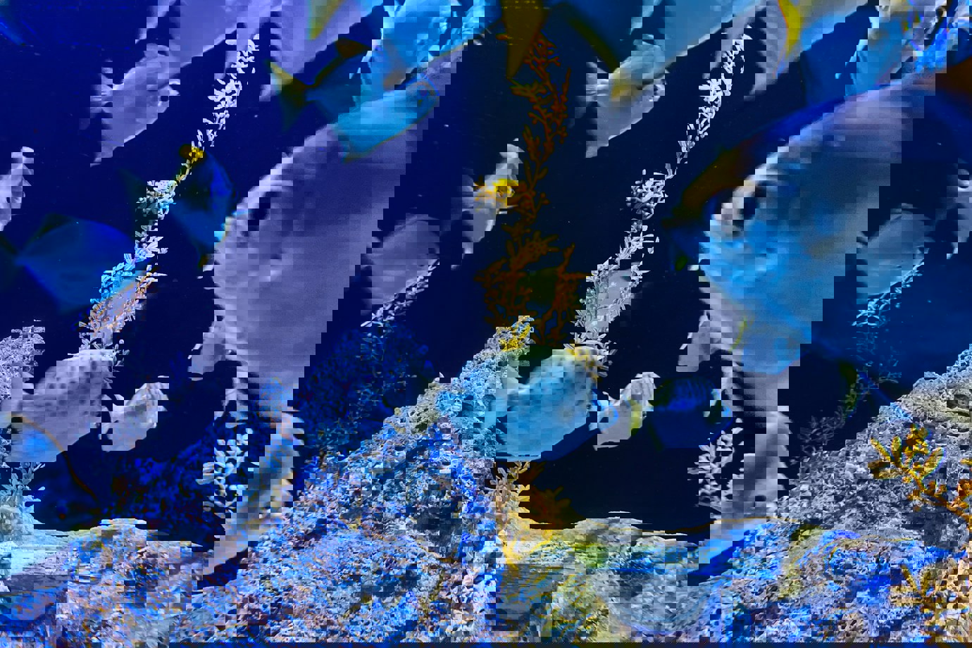 S.E.A. Aquarium, Sentosa