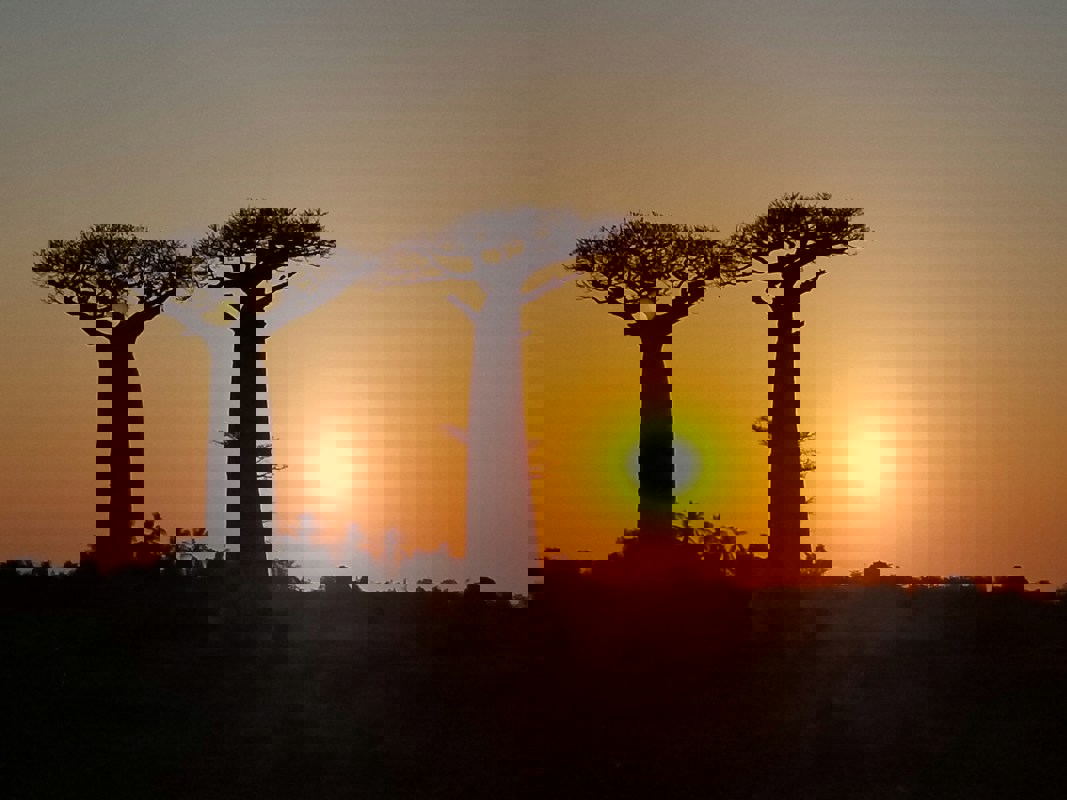 Avenue Of Baobabs Madagascar (1)