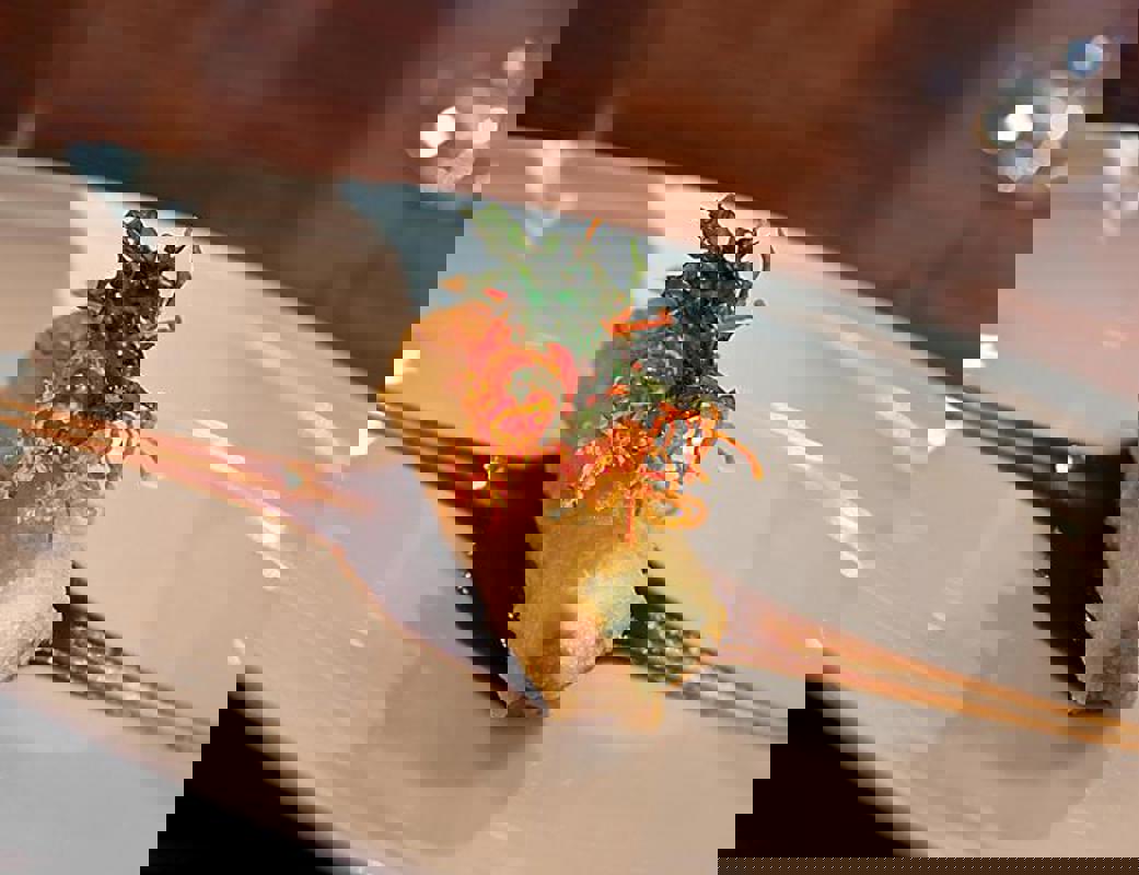 RCI All Access Tour.jpeg