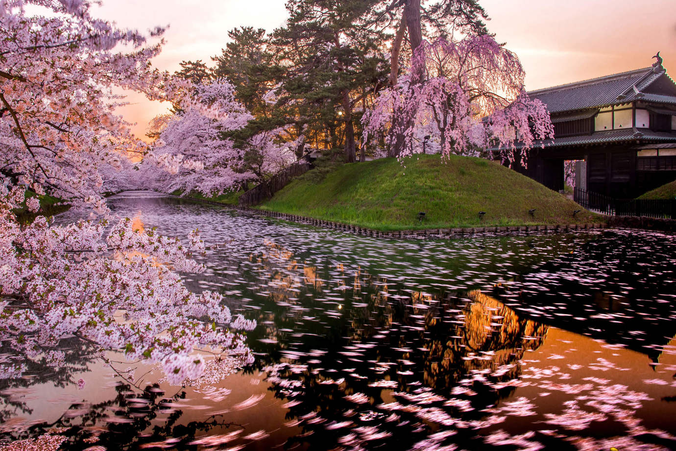 Cherry Blossom