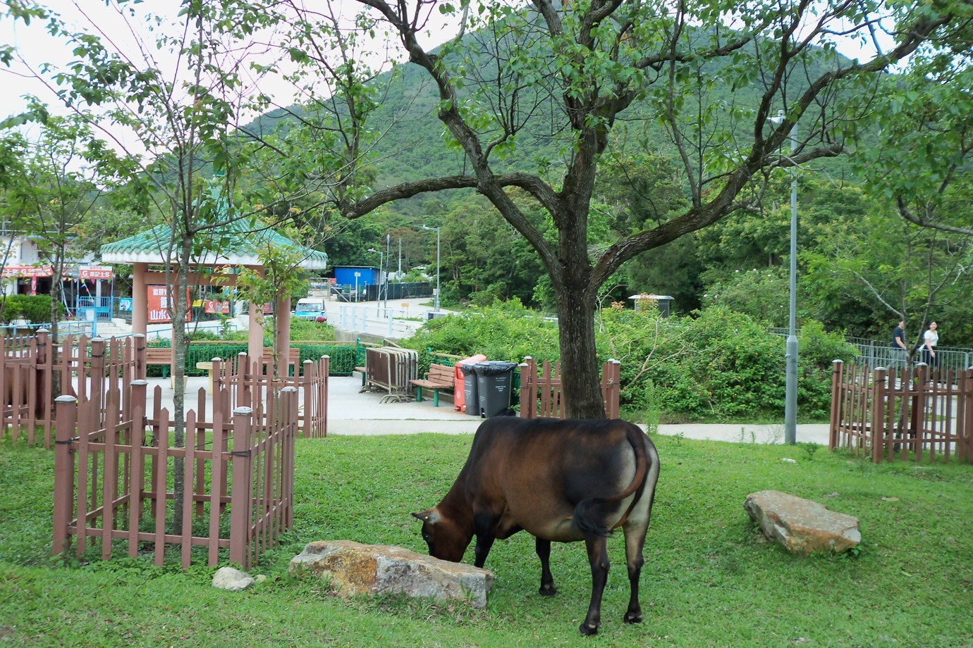 Ngong Ping Village Animals