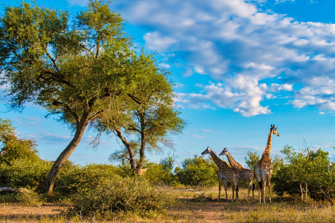 Kruger National Park, South Africa